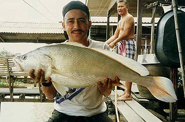 2374_Fishing Adventures Thailand_Boeseman Croaker_Boesemania microlepis.jpg